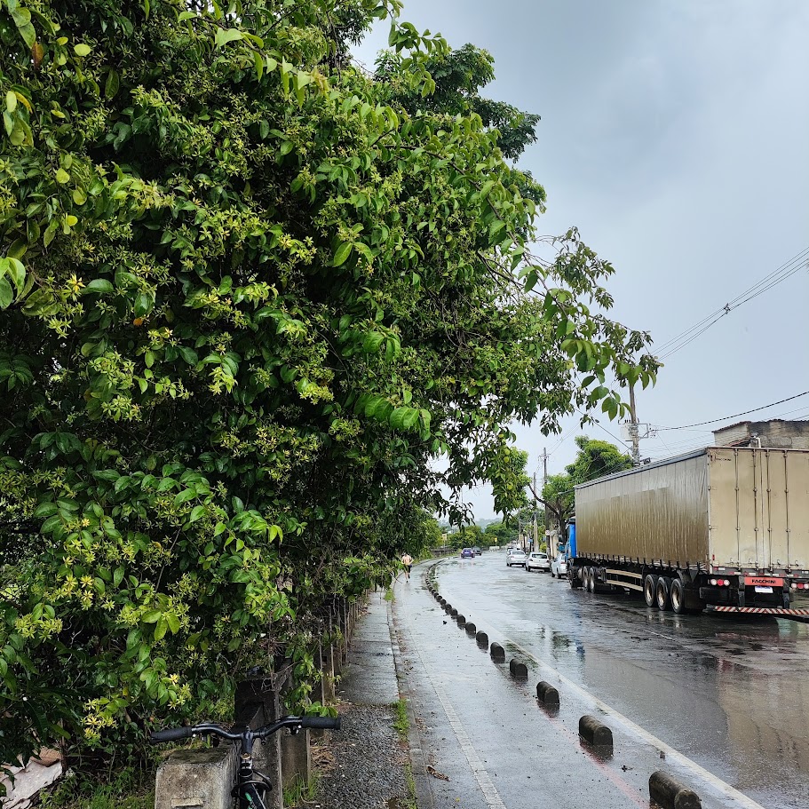 Trepadeira limão (Pereskia aculeata) "Copa" da trepadeira-limão.