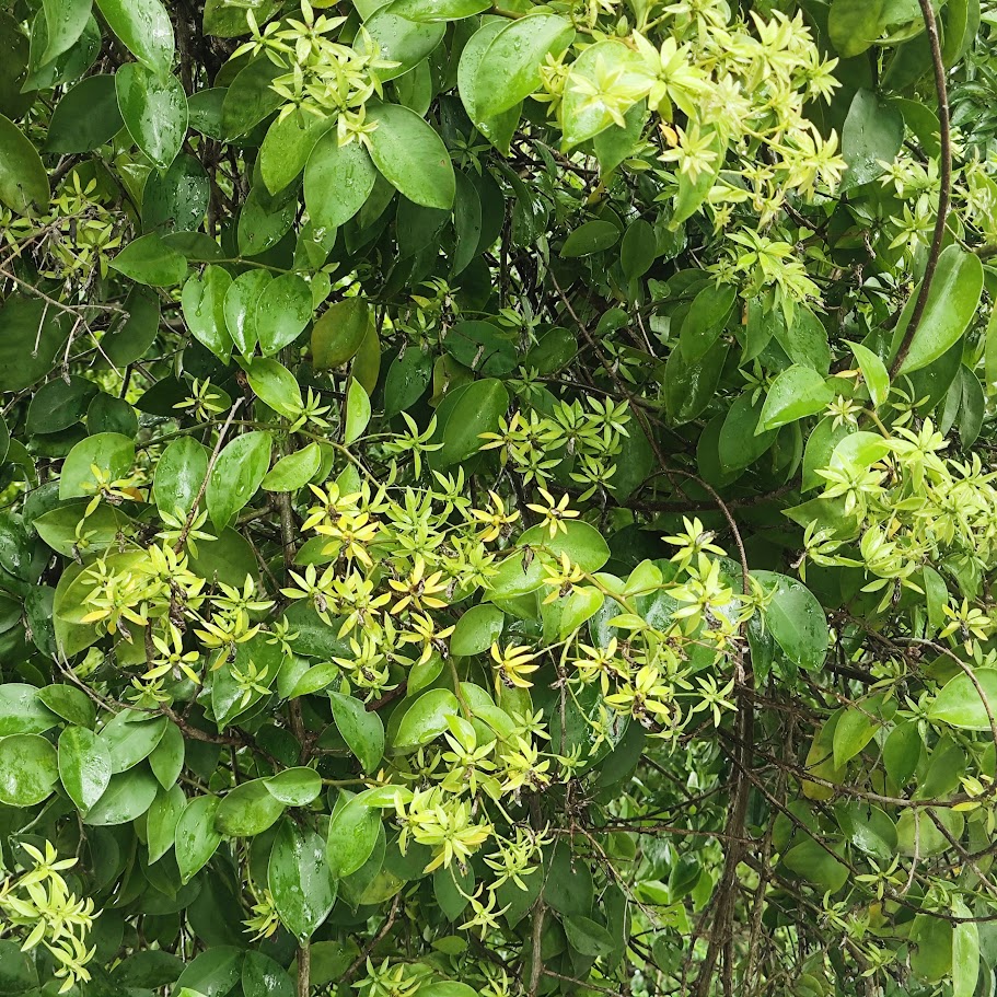 Trepadeira limão (Pereskia aculeata) Folhas e remanescentes de flores na trepadeira-limão.