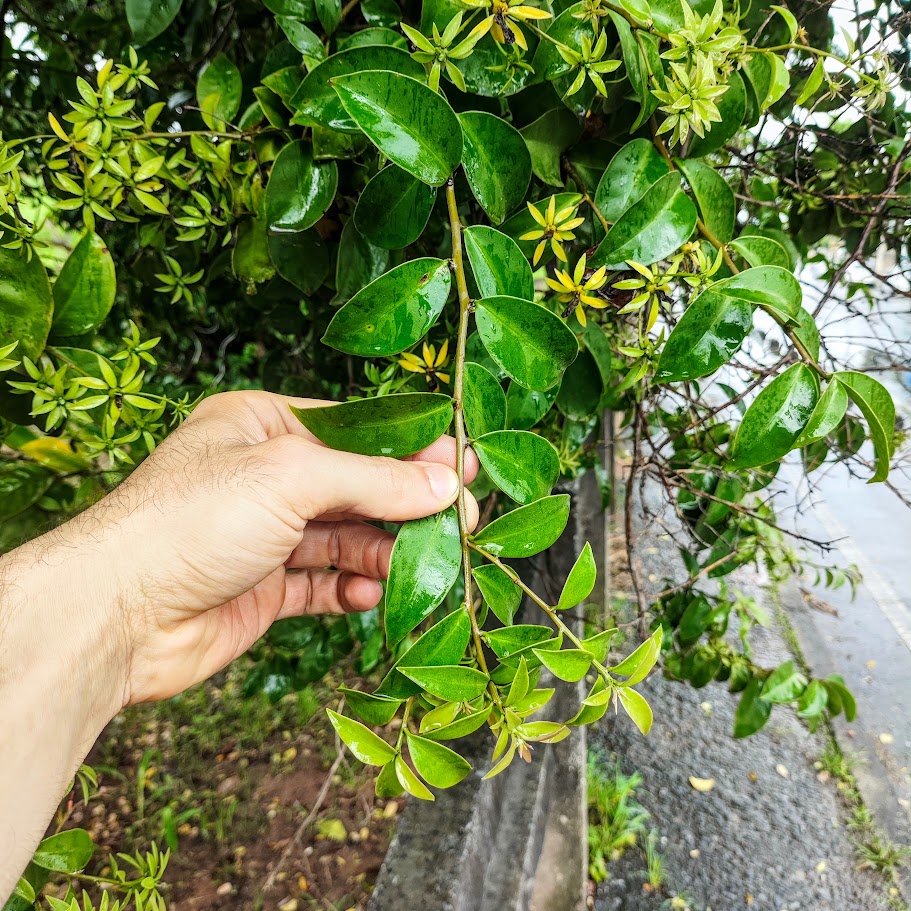 Folhas da trepadeira-limão.