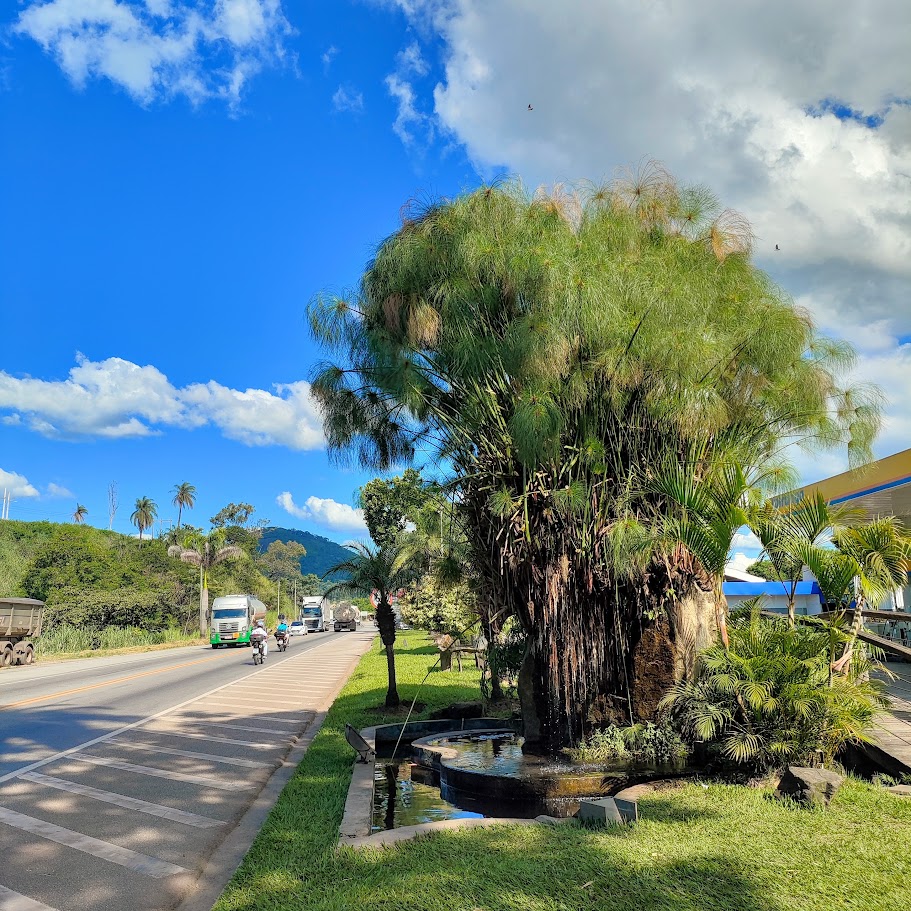 Papiro-gigante presente em jardim.