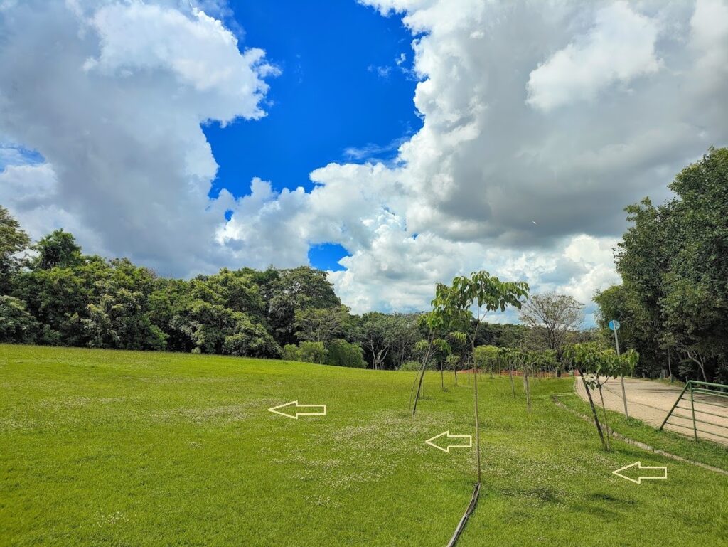 Maciços de perpétuas-branca.