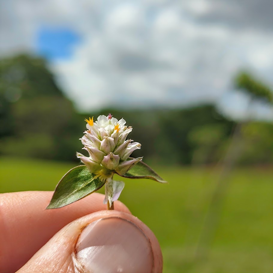 Inflorescência da perpétua-branca.