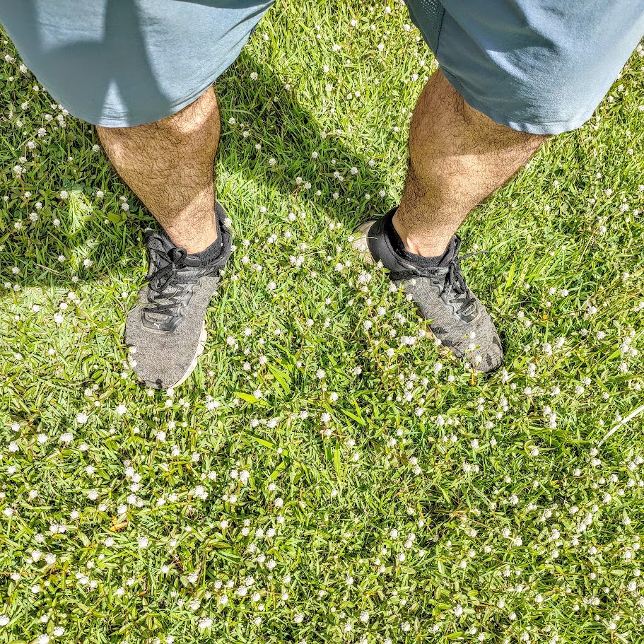 Maciço de perpétuas-brancas.