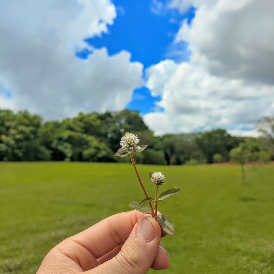 Folhas e flores da perpétua-branca.
