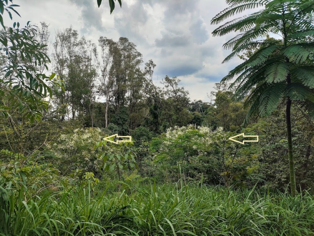 Espinheiros-de-maricá presentes em área de reflorestamento.