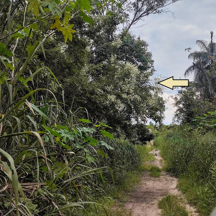 Espinheiro-de-maricá florido.