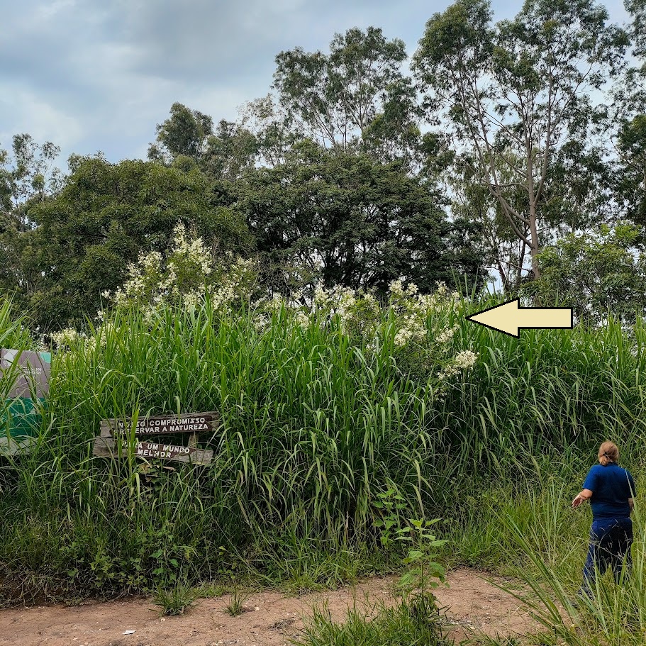 Espinheiro-de-maricá florido.