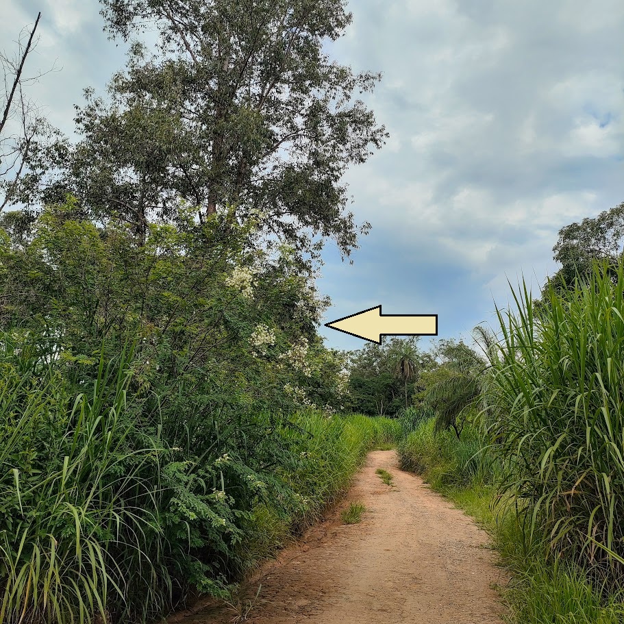 Espinheiro-de-maricá florido.