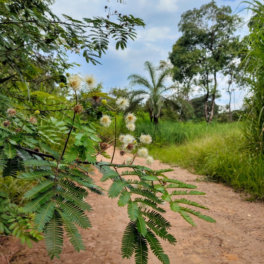 Folhas e inflorescências do espinheiro-de-maricá.