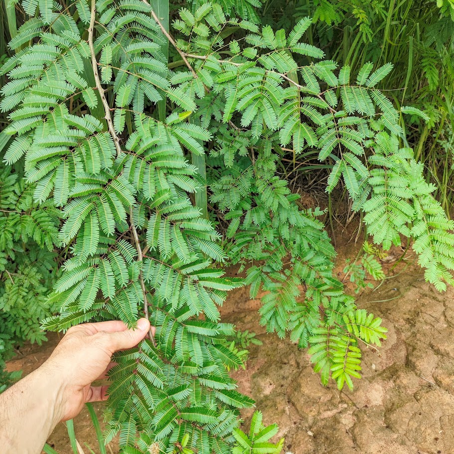 Folhagem do espinheiro-de-maricá.