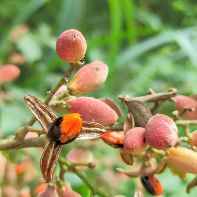 Semente do catiguá-branco.