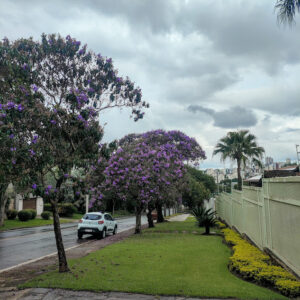 Quaresmeiras floridas.