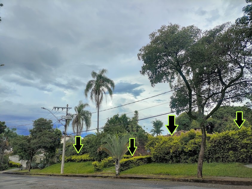 Cerca-viva com pingos-de-ouro.