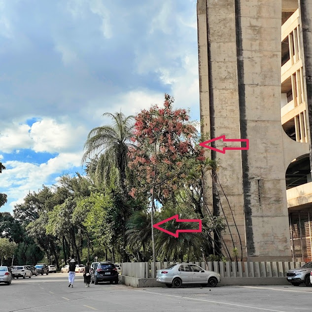 Pau-formiga florido durante o verão em frente ao Mineirinho - BH. 15/03/2026