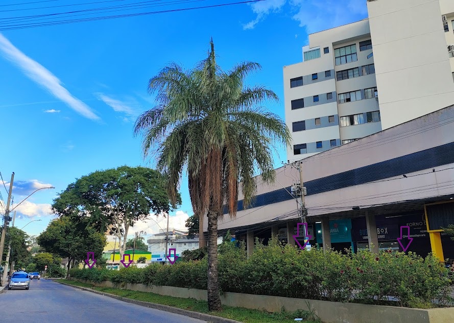 Grande maciço de alamandas-roxa.