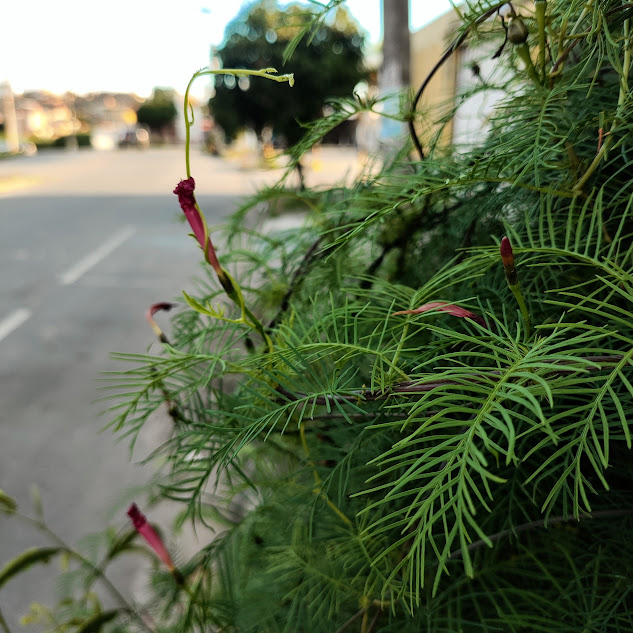 Folhas e flores do esqueletinho-de-jardim.
