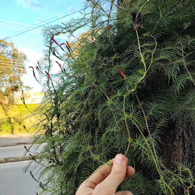 Folhagem e flores do esqueletinho-de-jardim.