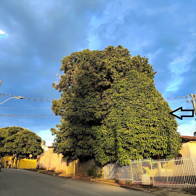Jambeiro-vermelho presente em rua.