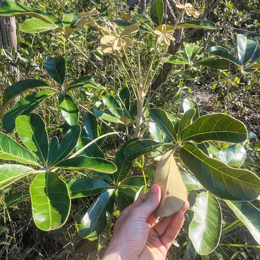 Folhas do mandioqueiro-do-cerrado.
