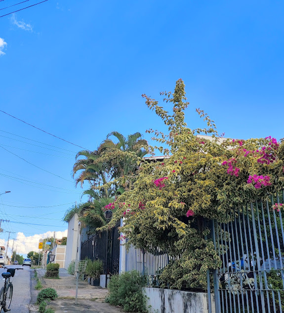 Primavera de folhas variegadas.