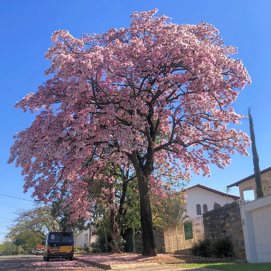 Ipê bálsamo muito florido.
