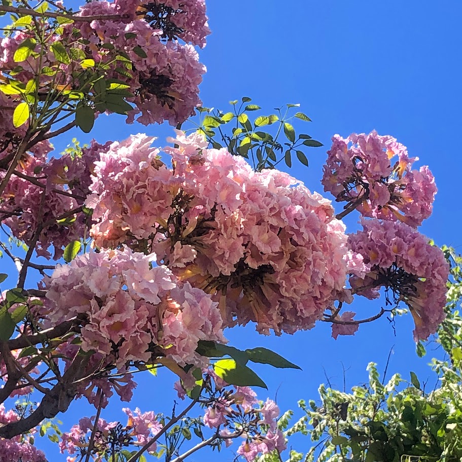 Inflorescências do ipê-bálsamo.