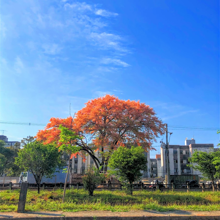 Cássia-rosa florida.