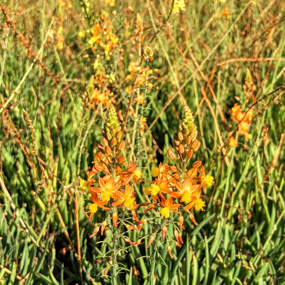 Cebolinha de jardim (Bulbine frutescens)