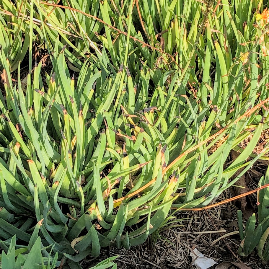 Folhas da cebolinha-de-jardim.