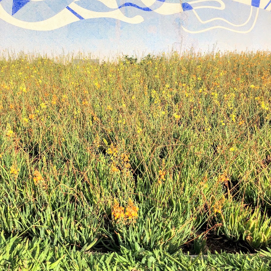 Cebolinha de jardim (Bulbine frutescens)