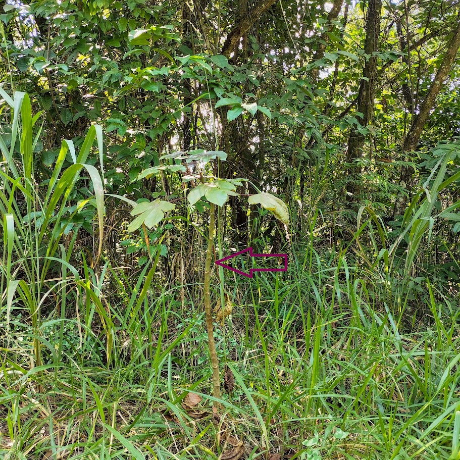 Pinhão-roxo em área florestal.