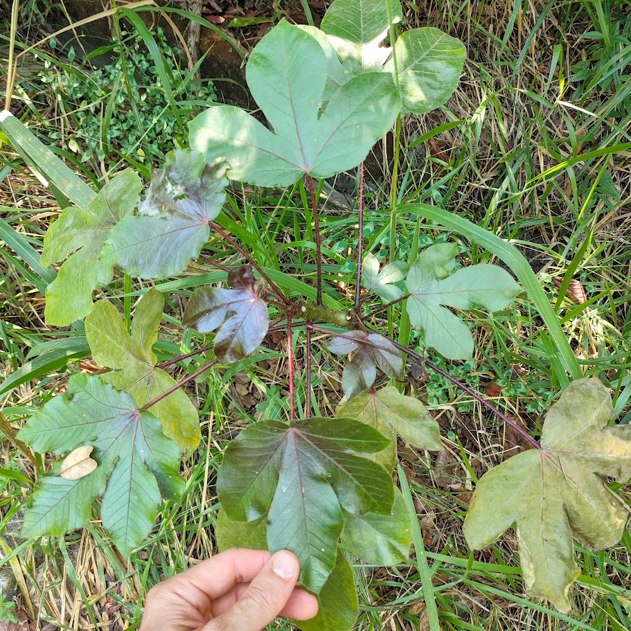 Folhas e pecíolos do pinhão-roxo.