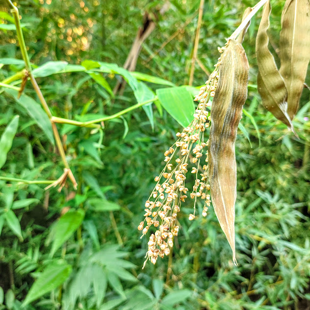 Folhas e frutos do bambu-silvestre.
