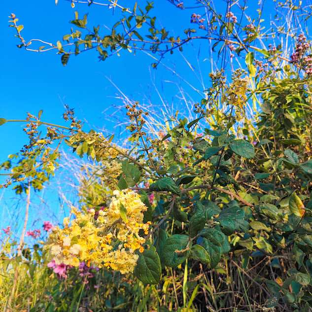 Folhas e flores da Peixotoa tomentosa.