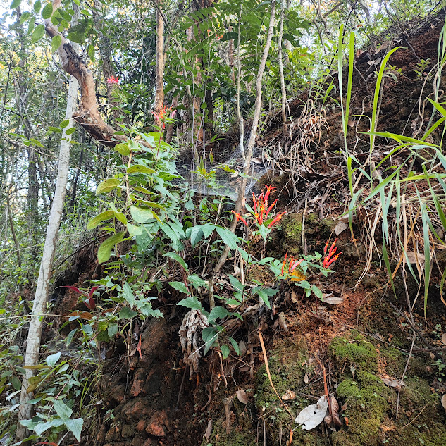 Siphocampylus corymbifer presente em barranco.
