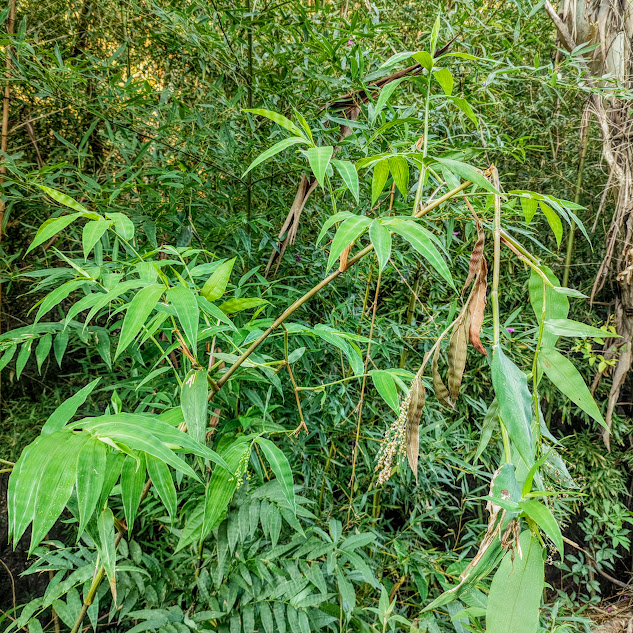 Folhas do bambu-silvestre.