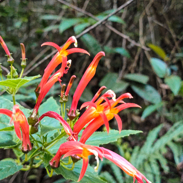 Siphocampylus corymbifer Flores de Siphocampylus corymbifer.