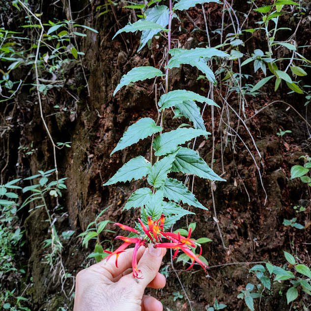 Folhas e flores de Siphocampylus corymbifer.