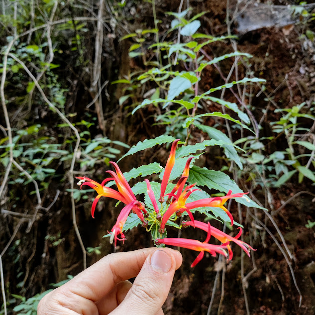 Siphocampylus corymbifer Folhas e flores de Siphocampylus corymbifer.