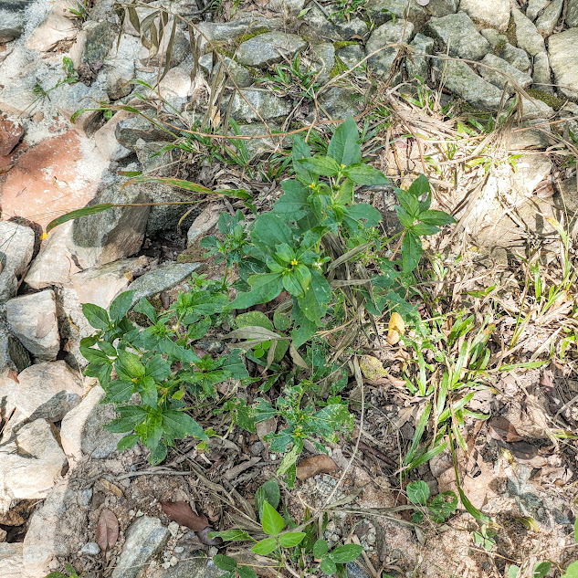Barbaana encontrada em área florestal.