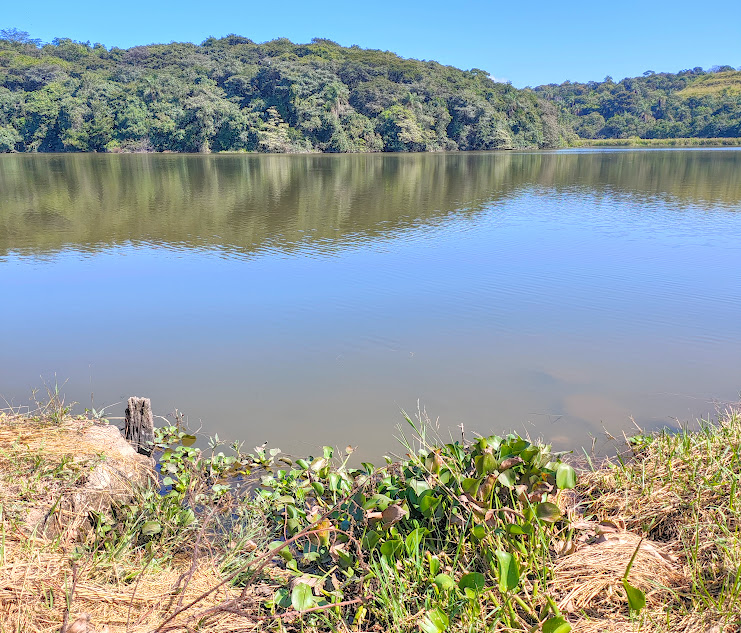 Maciço de aguapés.