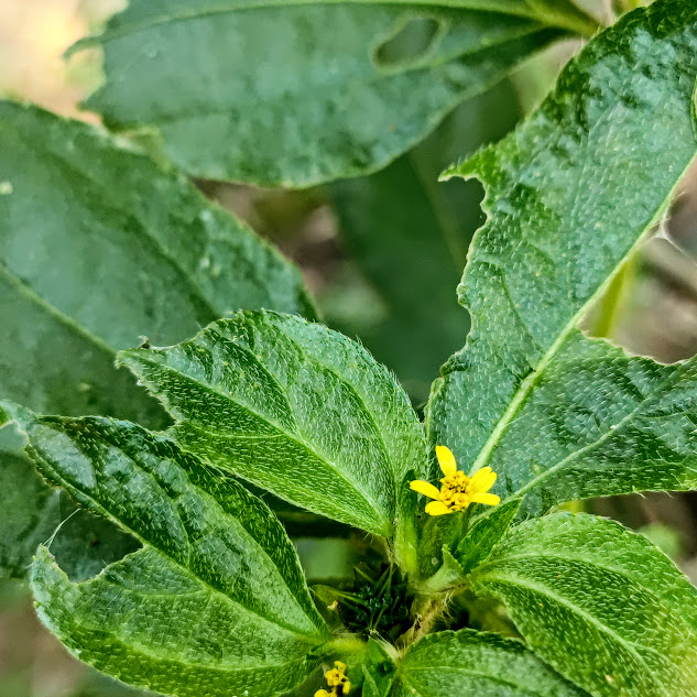 Flor da barbatana.