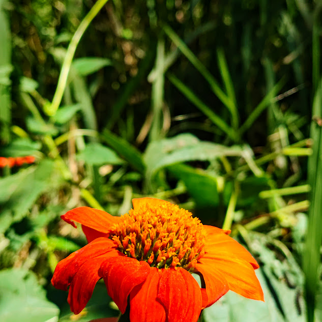 Inflorescência da margarida-mexicana.