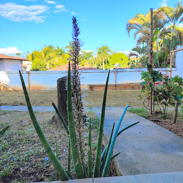 Lança-de-são-jorge florida.