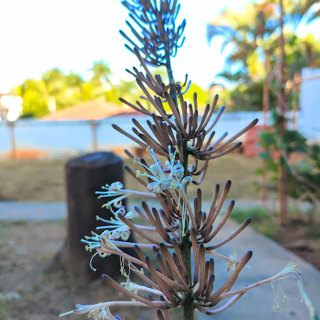 Flores da lança-de-são-jorge.