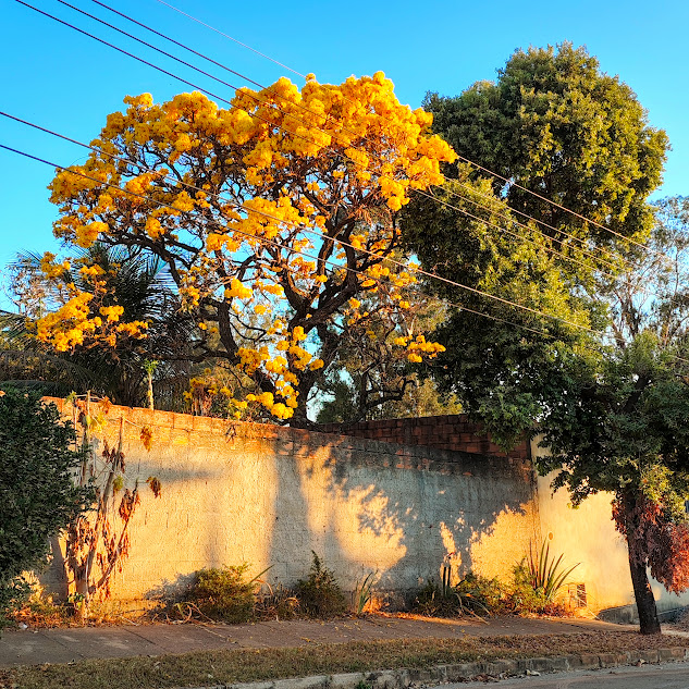 Ipê cascudo florido.