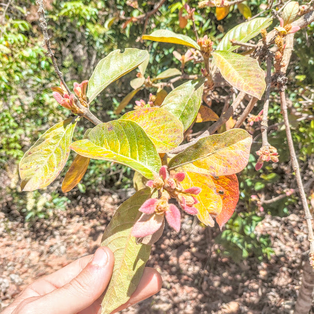 Folhas do murici.