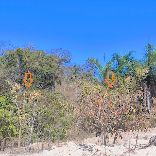 Muricis presentes no Parque Estadual Serra Verde - BH.