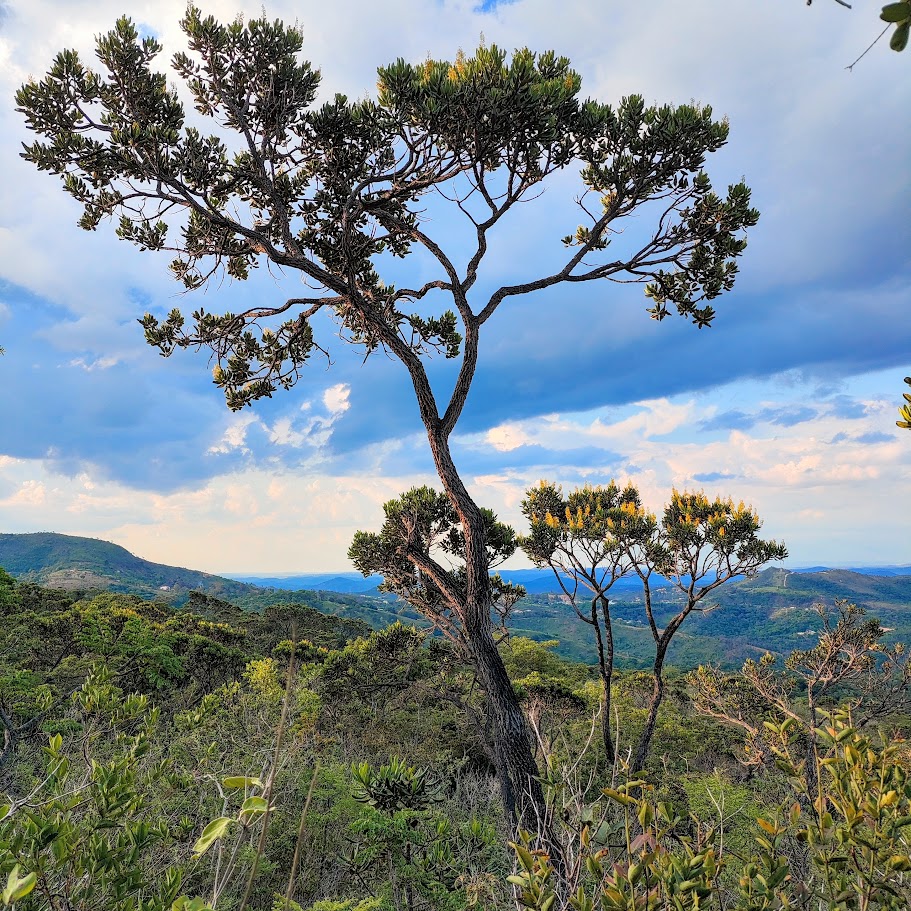 Paus-de-tucano floridos.