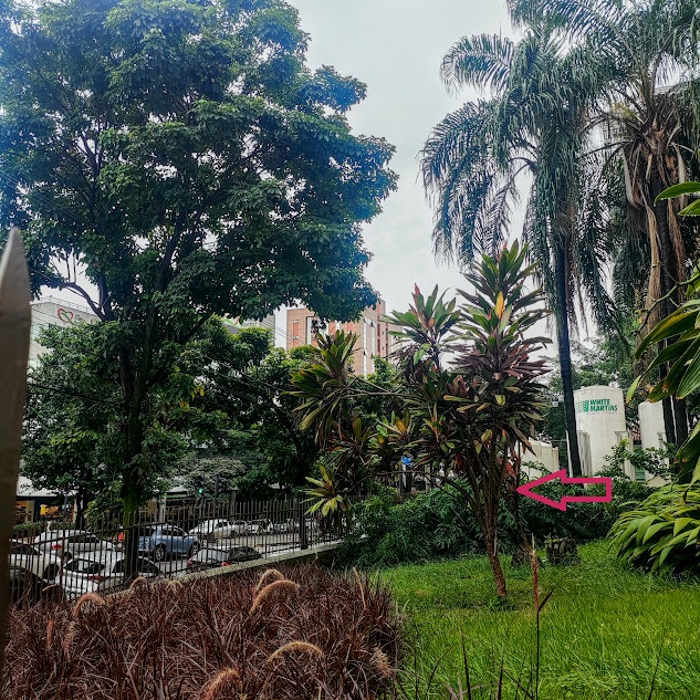 Arbusto de dracena-vermelha.